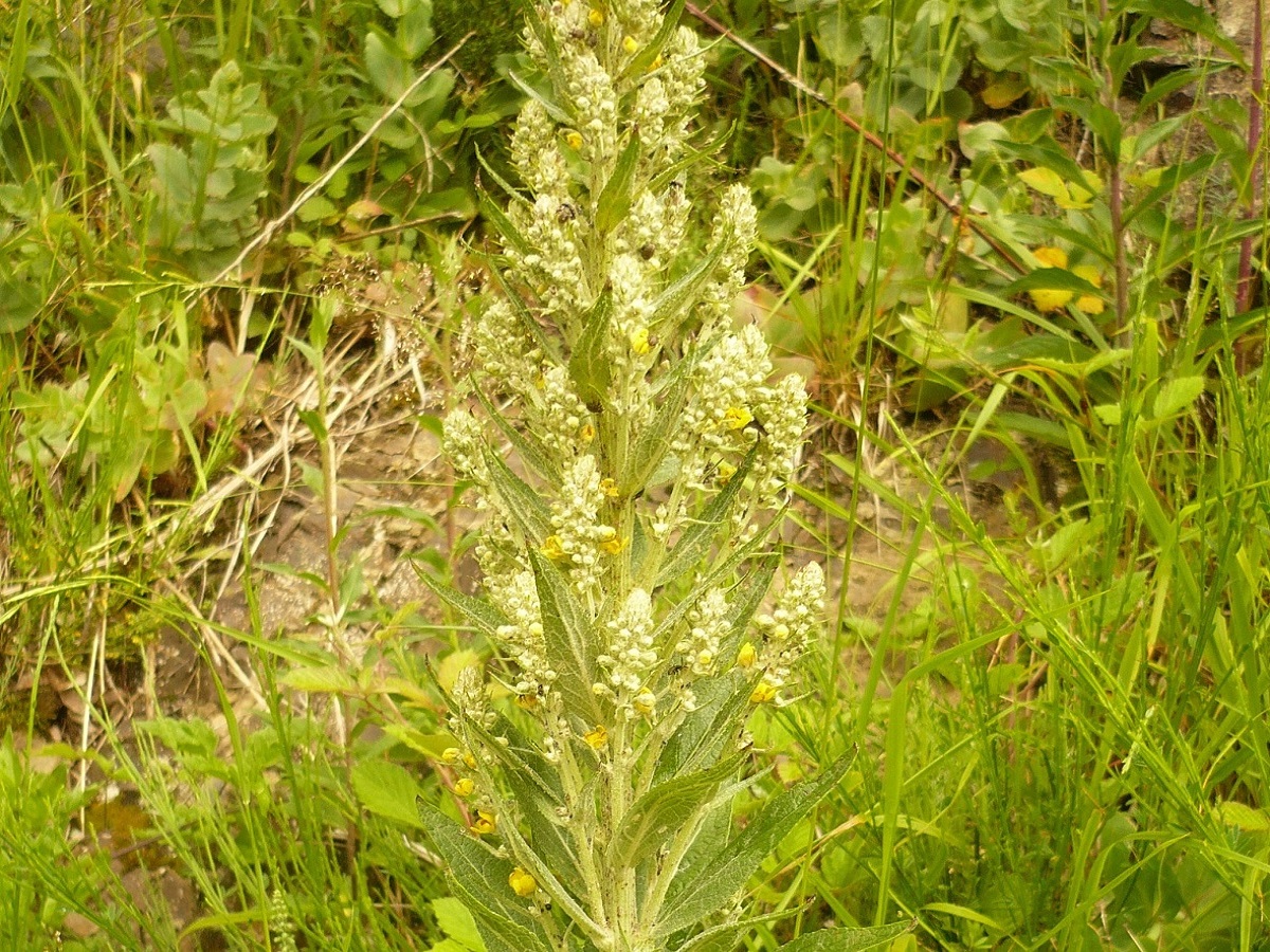 Verbascum lychnitis (Scrophulariaceae)